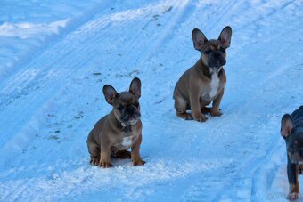 Französischen Bulldoggen Welpen mit Stammbaum - 15