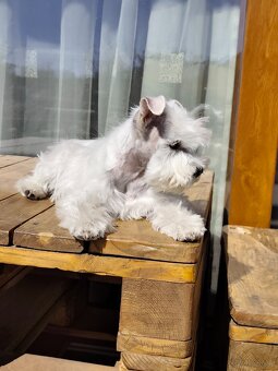 Schnauzer White miniatúrne - 15