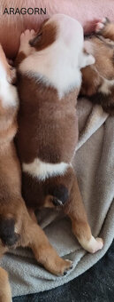 Englische Bulldoggenwelpen mit PP - 15