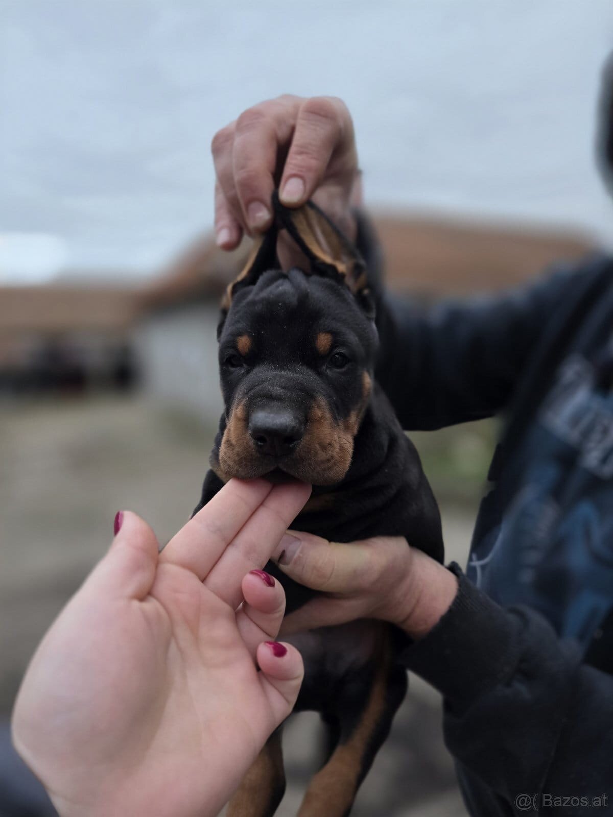 Doberman welpen mit PP - fci hunde - 16