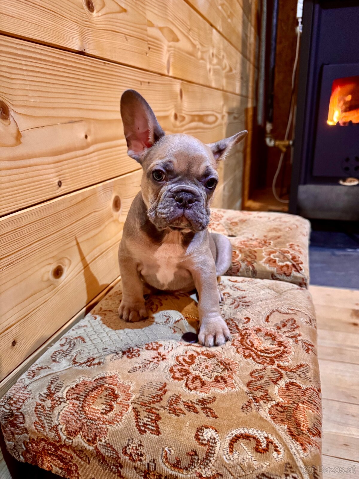 Französischen Bulldoggen Welpen - 16