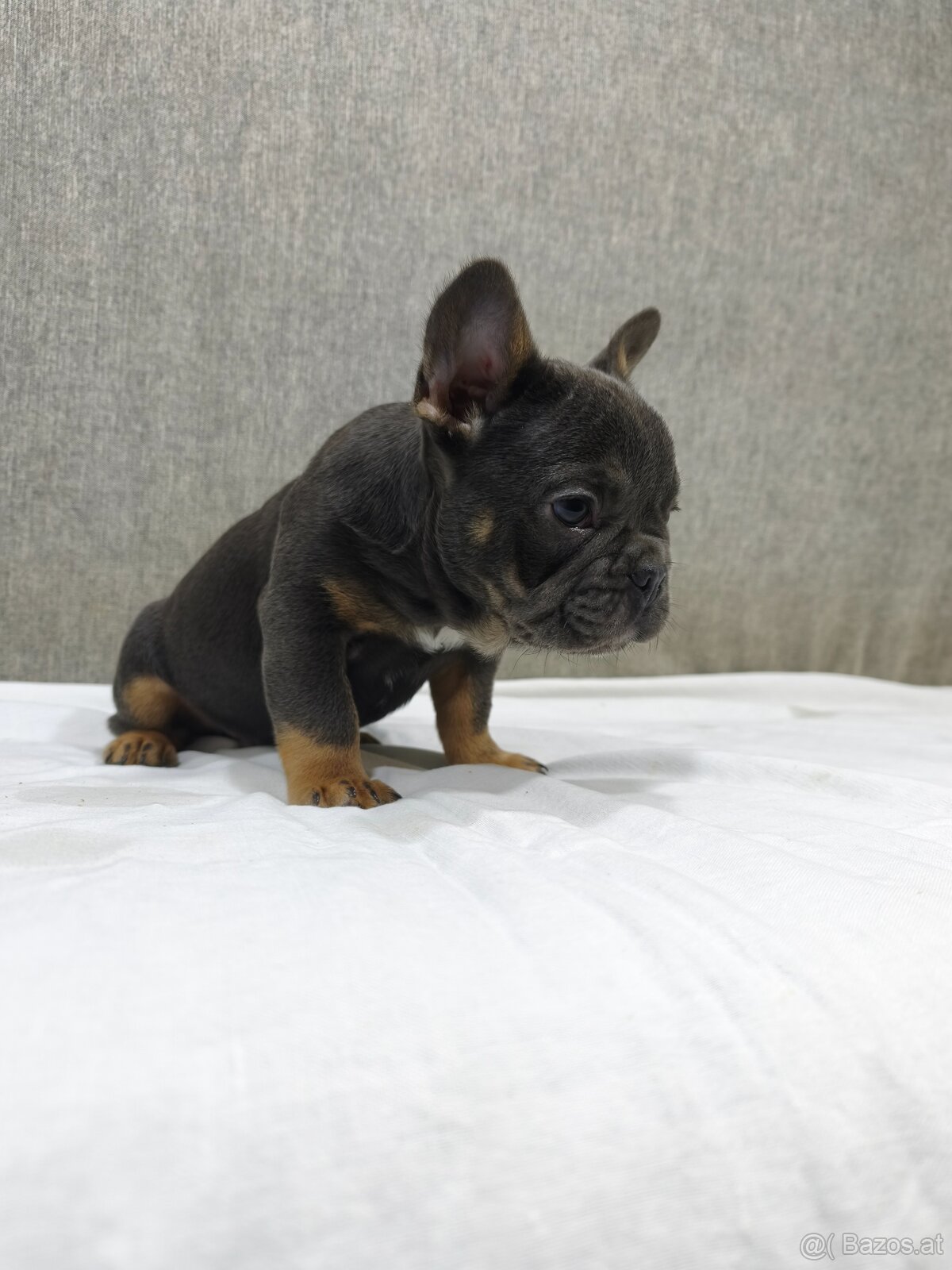 Französischen Bulldog - 16