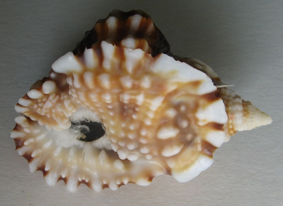 Muschelverkaufsausstellung 28. 3. BRNO - 16