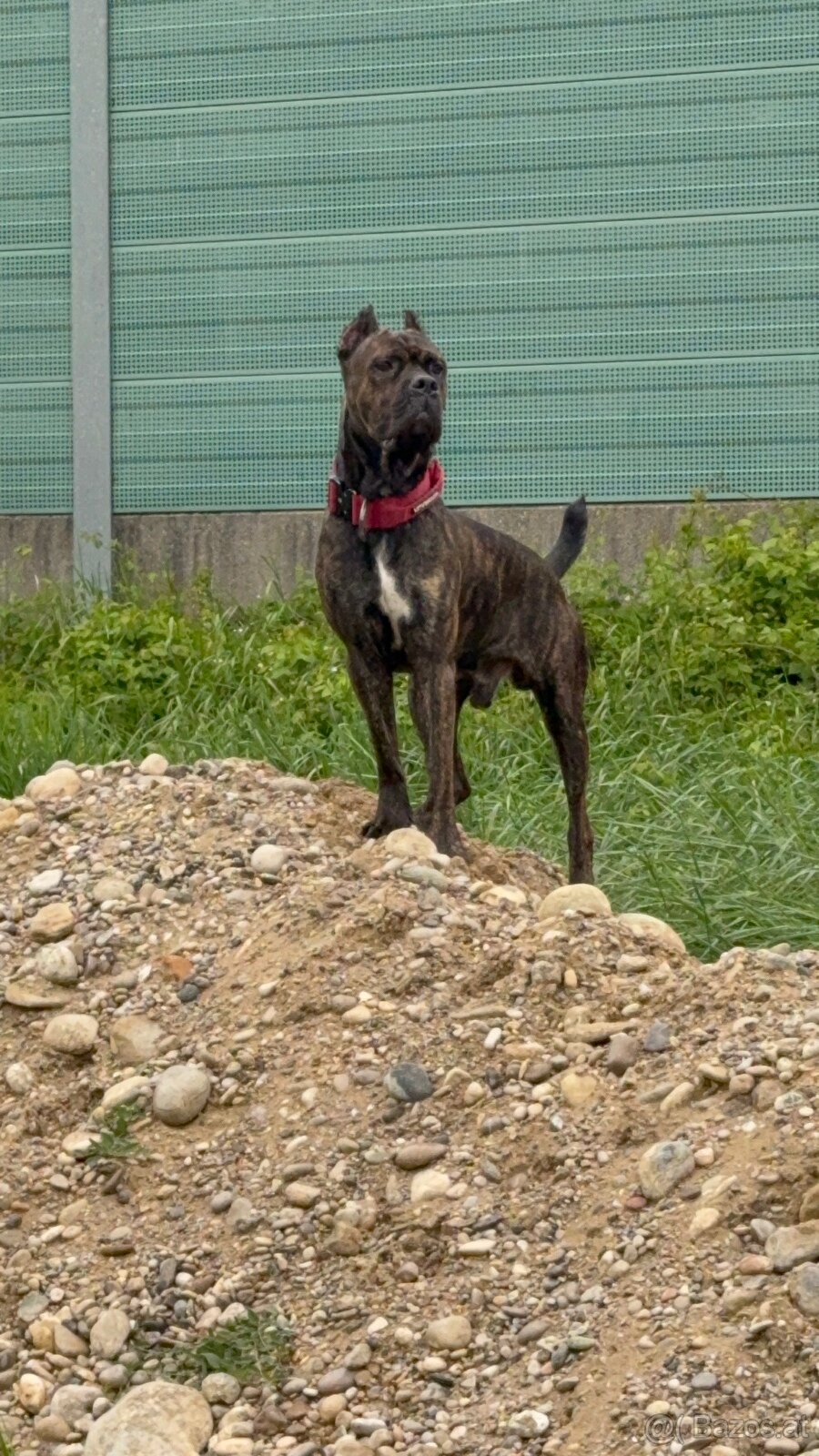 Cane Corso x Malinois Welpen - 16