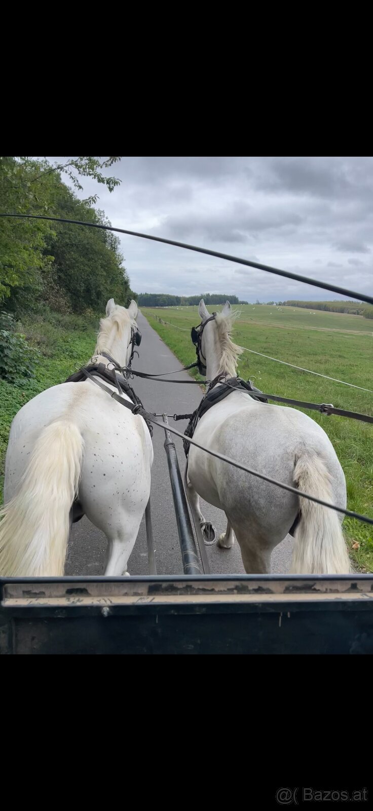 Kladruber horse - 16