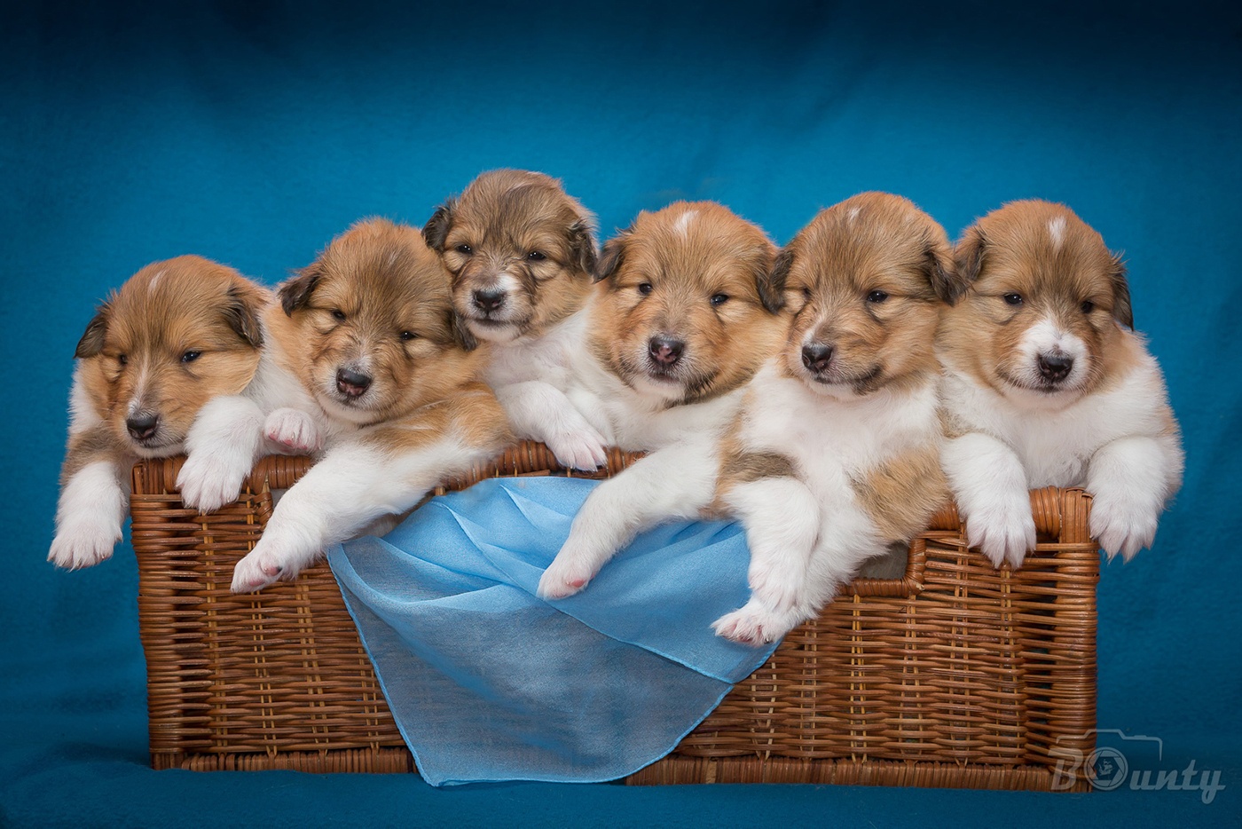 Collie Langhaar Welpen (FCI Stammbaum) - 16