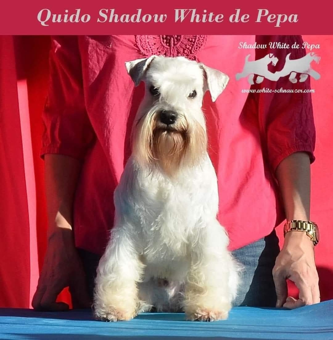 Schnauzer miniatúrne white - 16