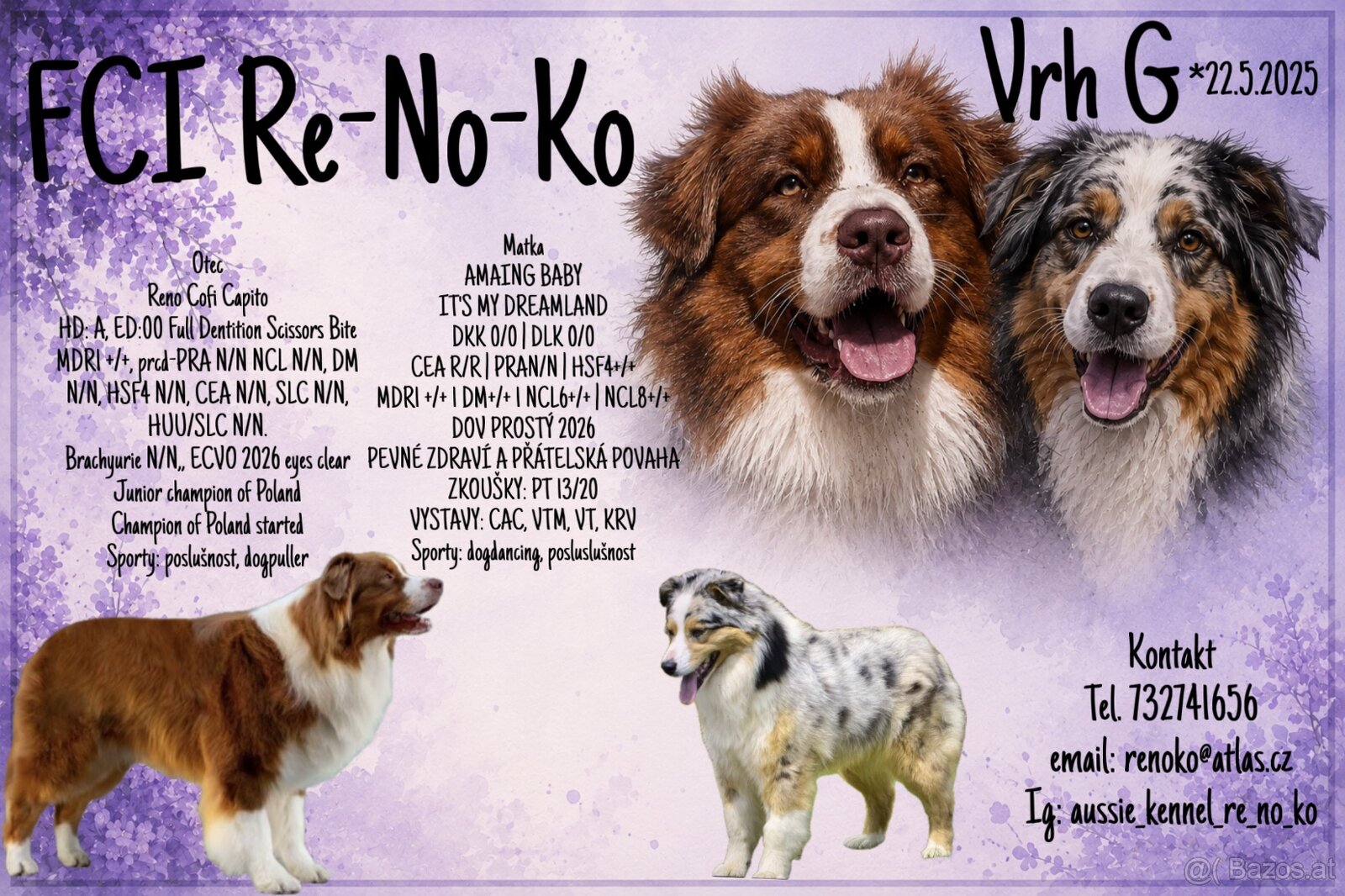 Australian shepherd - 16
