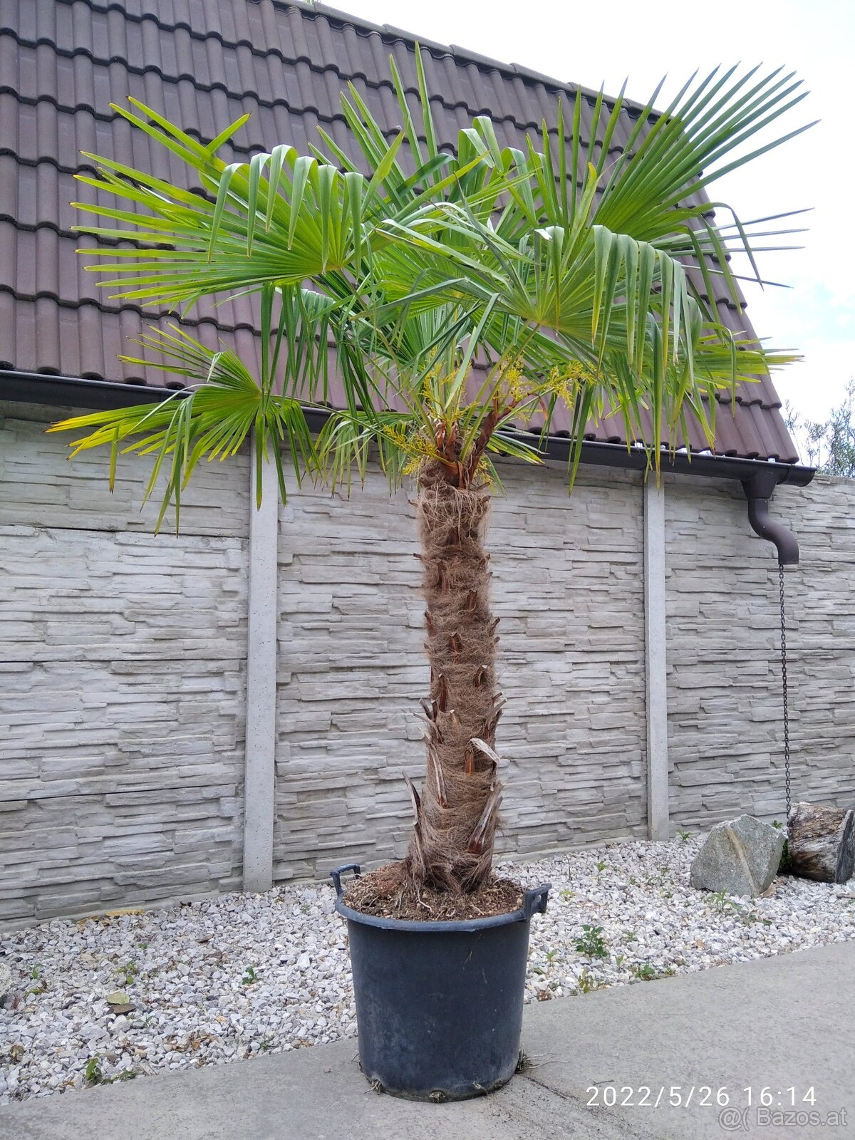 Winterharten palmen Trachycarpus Fortunei - 16