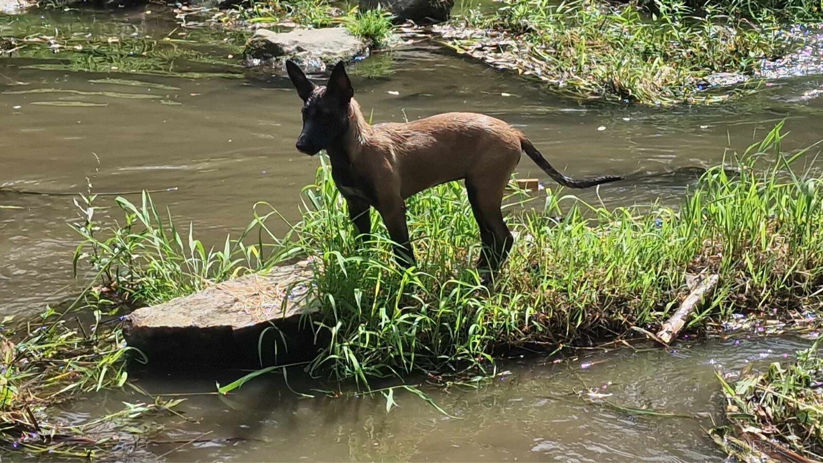 Malinois x Cane Corso Welpen - 16