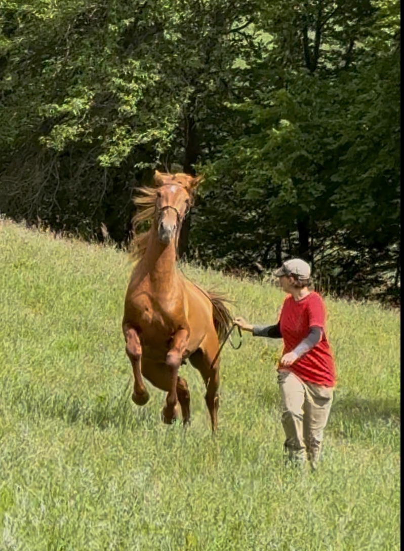Lusitano Hengst PSL - 16