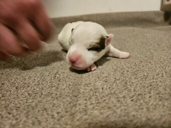 Jack Russell Terrier Welpen gew.13.04.2026 - 16