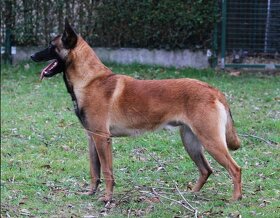 Belgian shepherd malinois - 16