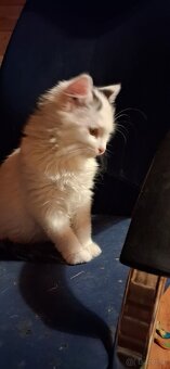 Süsse (langhaar) katzenbabys suchen liebevolles zuhause - 16