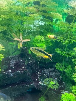 Mollys, Platys und noch mehr zum verkaufen 🐟 - 16