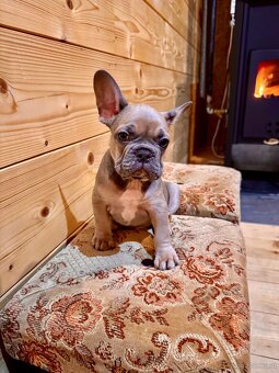 Französischen Bulldoggen Welpen - 16