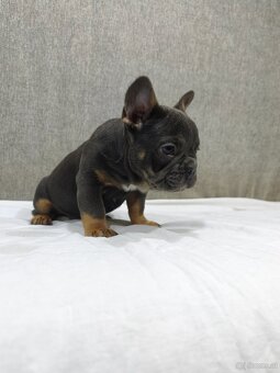 Französischen Bulldog - 16