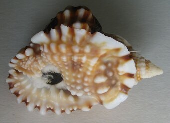 Muschelverkaufsausstellung 28. 3. BRNO - 16