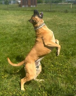 Cane corso mit Stammbaum - 16