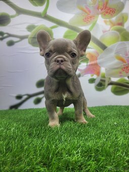 Französische Bulldogge - 16