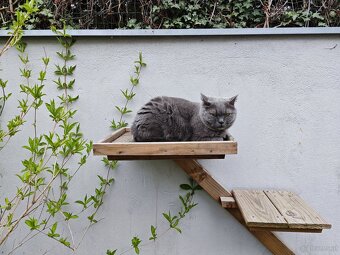 Britisch Kurzhaar Katzen - 16