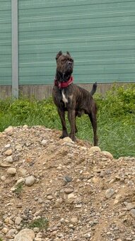 Cane Corso x Malinois Welpen - 16