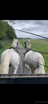 Kladruber horse - 16