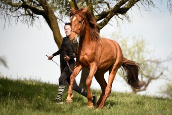 Lusitano Hengst PSL - 16
