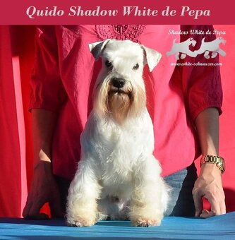 Schnauzer miniatúrne white - 16