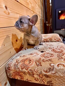 Französischen Bulldoggen - 16