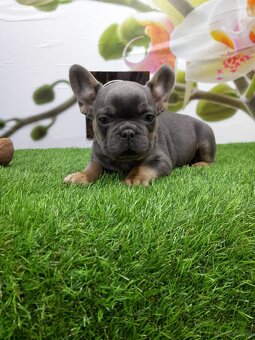 Französische Bulldoggen - 16