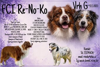 Australian shepherd - 16