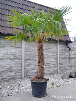 Winterharten palmen Trachycarpus Fortunei - 16