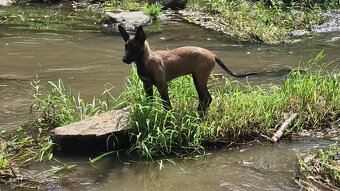 Malinois x Cane Corso Welpen - 16