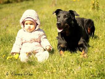 Beauceron-Welpen - 16