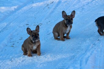 Französischen Bulldoggen Welpen mit Stammbaum - 16