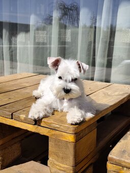 Schnauzer White miniatúrne - 16