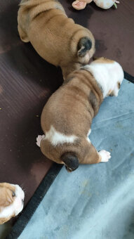 Englische Bulldoggenwelpen mit PP - 16