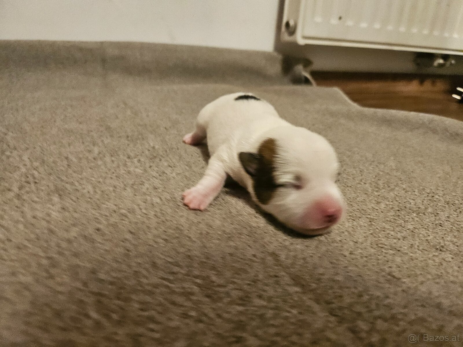 Jack Russell Terrier Welpen gew.13.04.2026 - 17