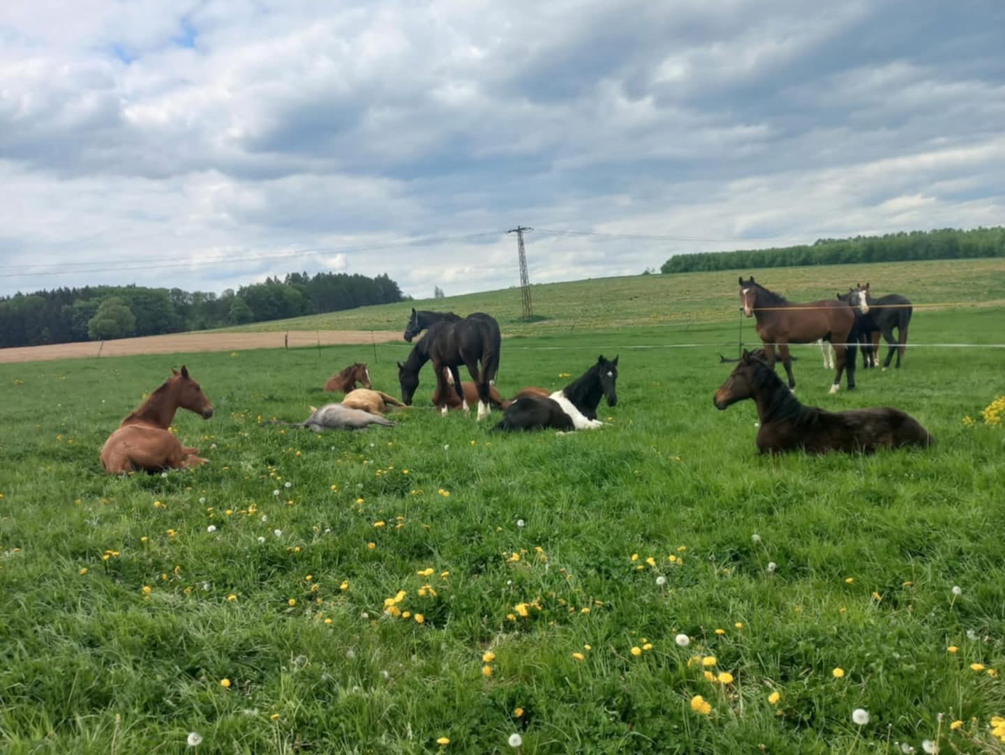 Fohlenstall – Bystřice nad Pernštejnem, 40 km von Brünn - 17
