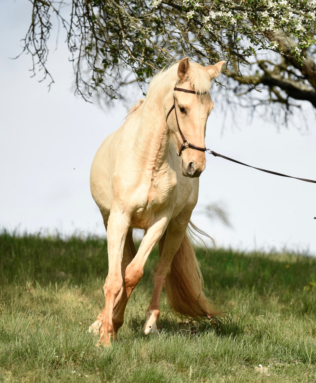 Lusitano Hengst PSL - 17