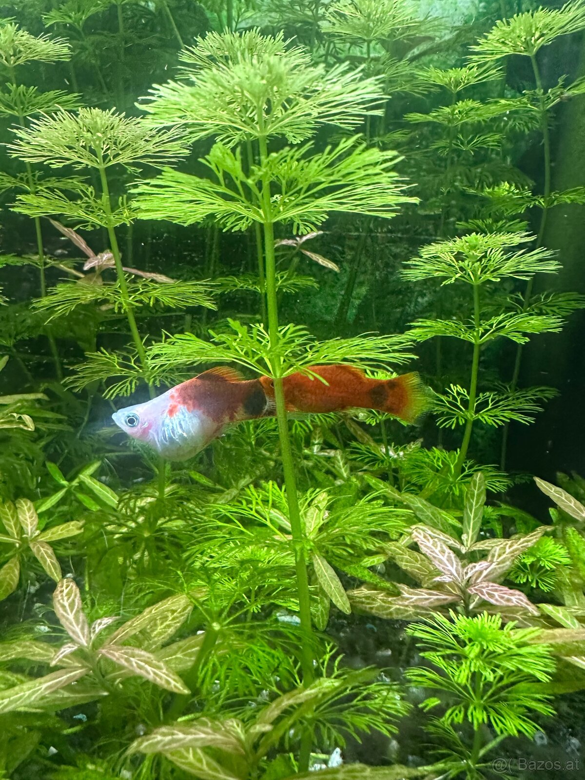 Mollys, Platys und noch mehr zum verkaufen 🐟 - 17