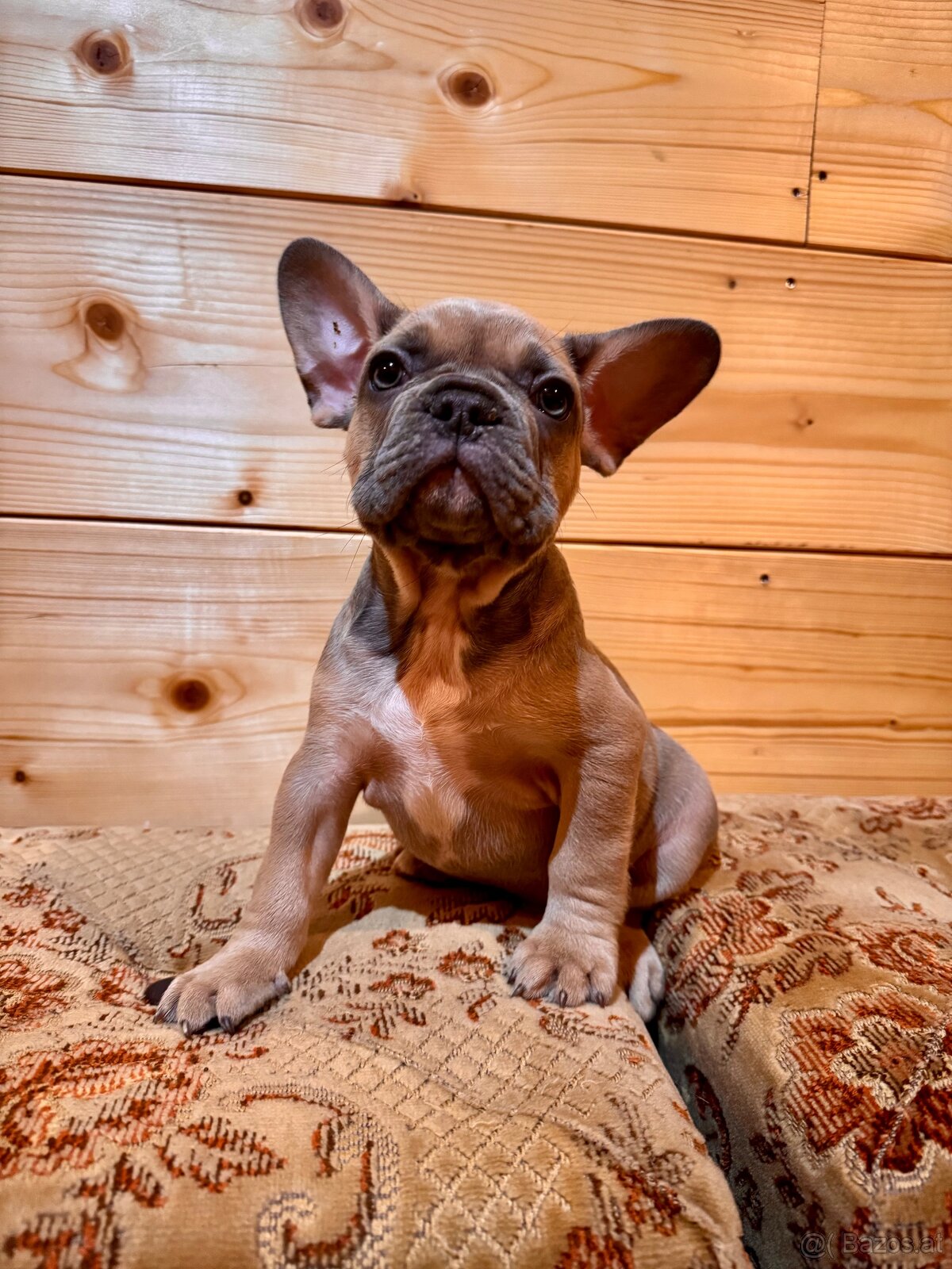 Französischen Bulldoggen Welpen - 17