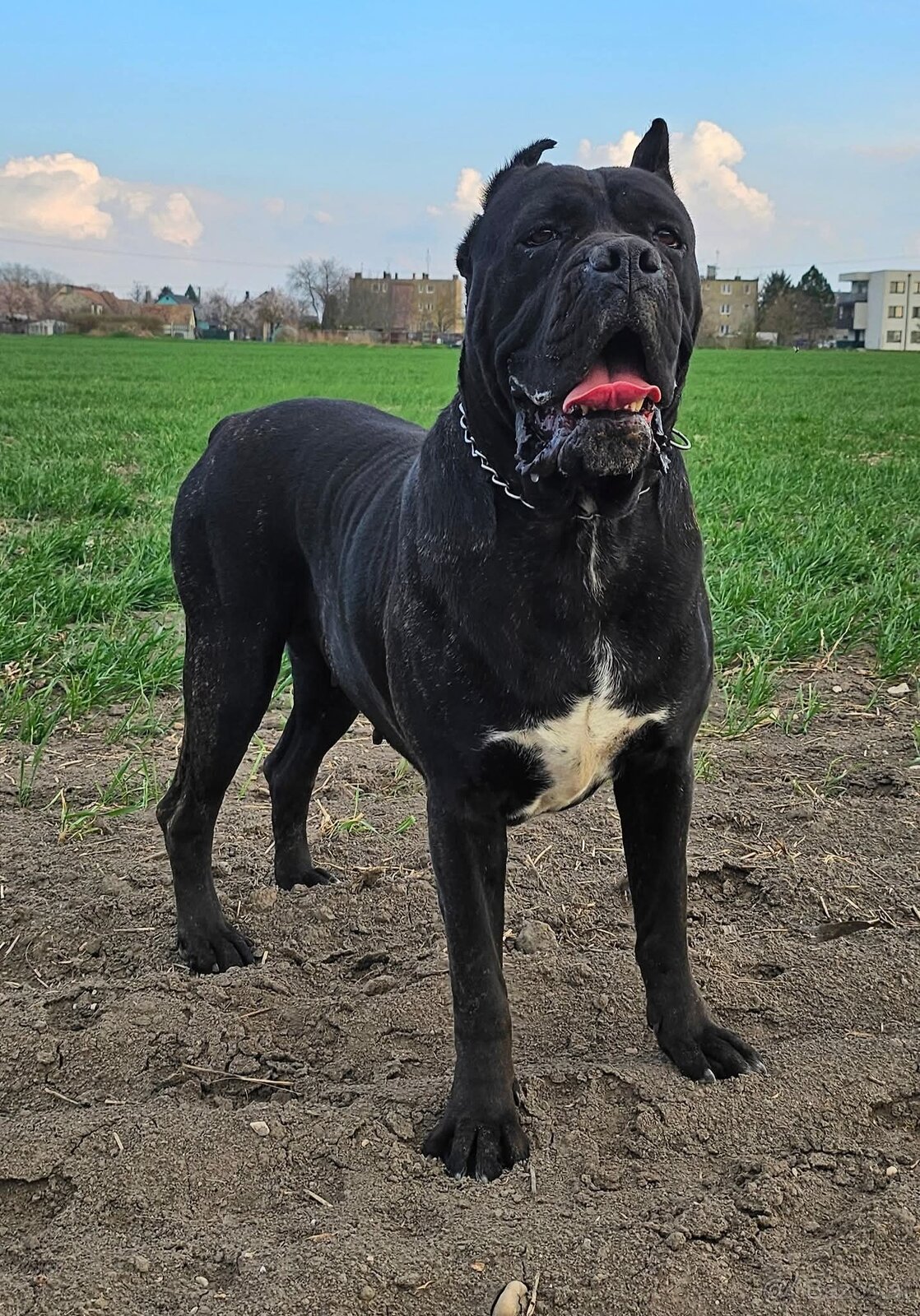 Cane corso mit Stammbaum - 17