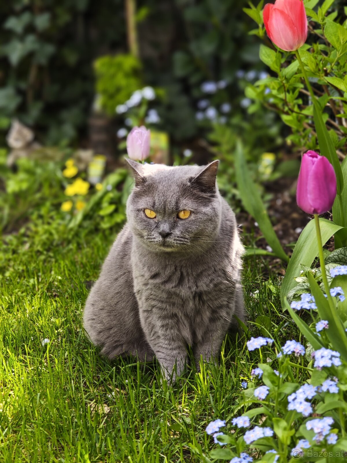 Britisch Kurzhaar Katzen - 17