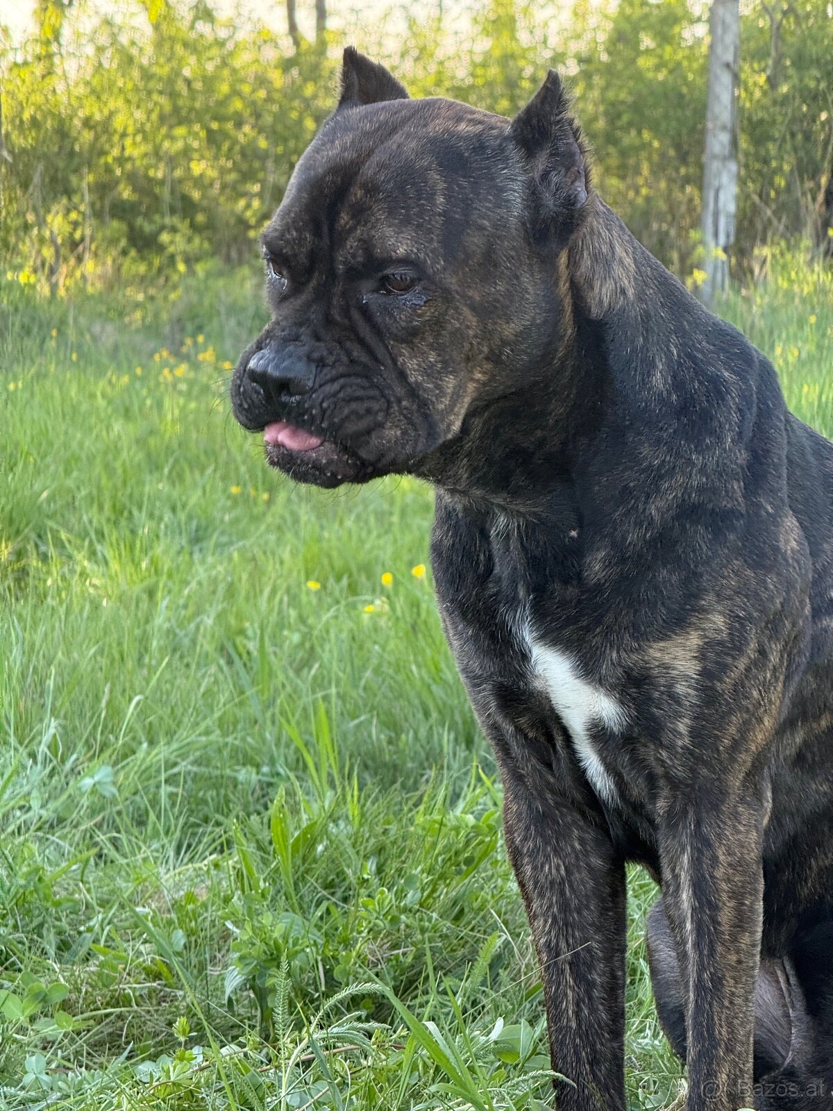 Cane Corso x Malinois Welpen - 17
