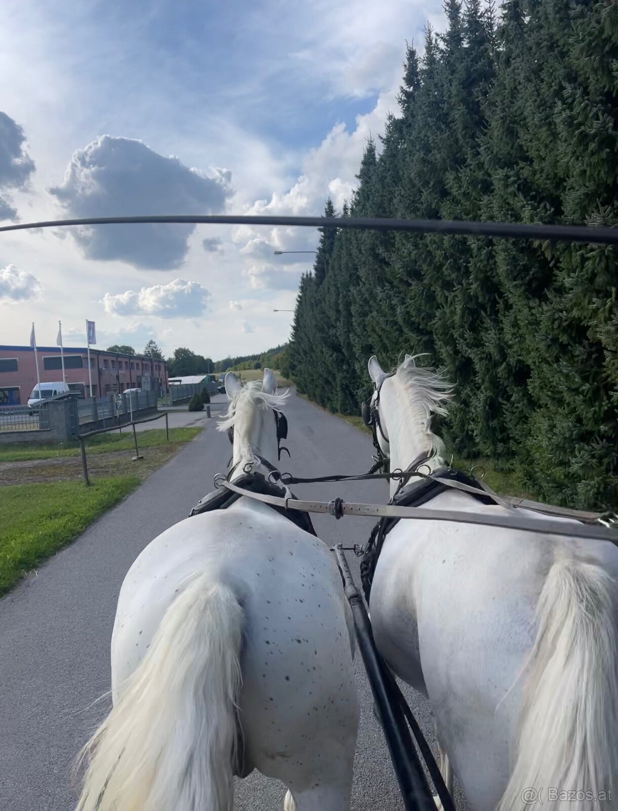 Kladruber horse - 17