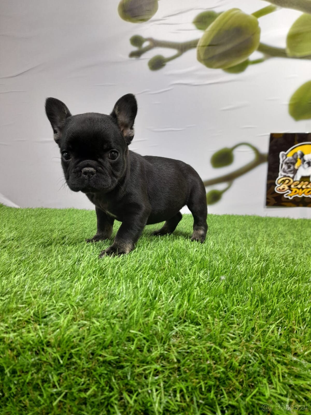 Französische Bulldoggen - 17