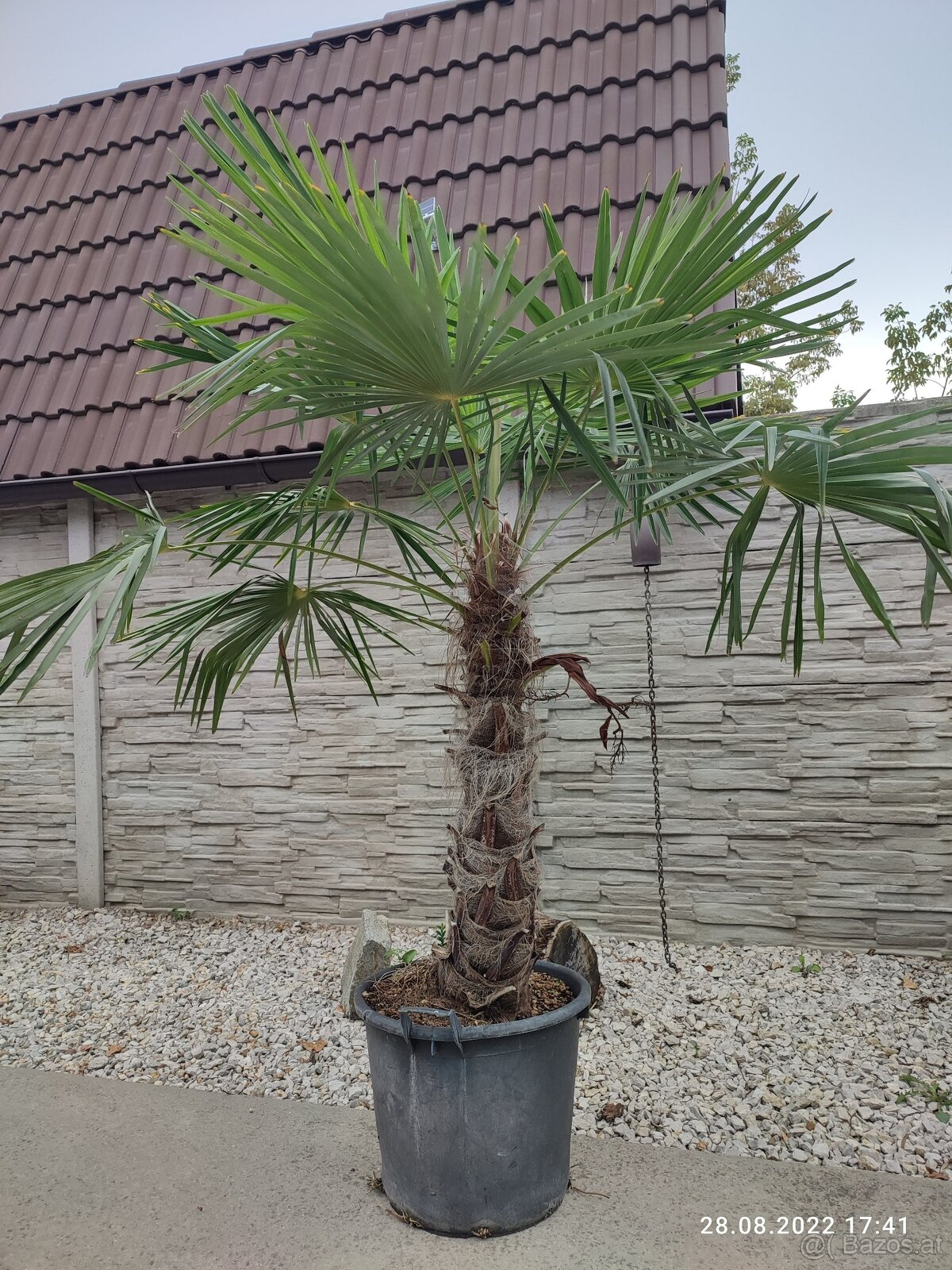 Winterharten palmen Trachycarpus Fortunei - 17