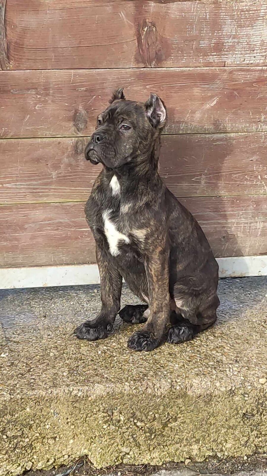 Malinois x Cane Corso Welpen - 17